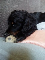 Rex und Aika 02. 02. 2019 014.jpg