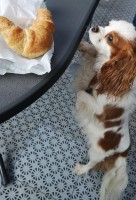 Leni die Gipfeli (Hörnchen) liebhaberin