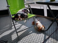 So wir haben unseren Wowa für 3 Monate im Schwarzwald, wir werden viele Weekend s da verbringen.<br />Leni geniesst s an der Frischen Luft, und es macht auch müde