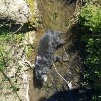 Der kleine Bach