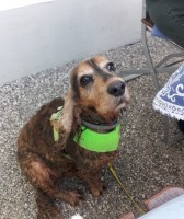 Essen waren wir auch. Fleischlos, weil Karfreitag, aber megalecker. Ich hatte Rührei mit Schwammerl und Salat. Die Hunde wurden mit Leckerlie verwöhnt.