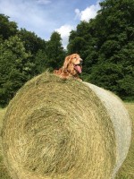 Bruni auf Heuballen.jpg