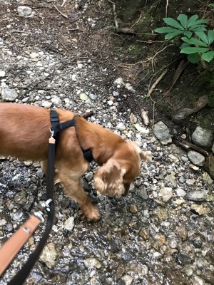 3D756B6B-0BBC-4437-974E-B46230FE88E5.jpeg (981.69 KiB) 680 mal betrachtet spazierengehen im Wald , da gibt es so viel zu sehen und riechen