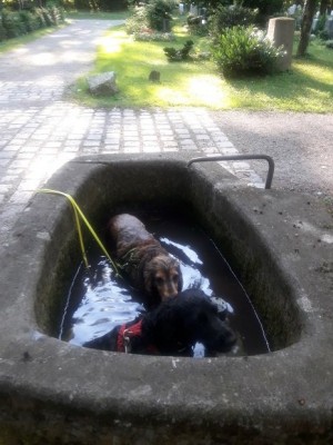 Dabei sind meine Mädelz echt erfinderisch: Wenn kein Weiher und keine Isar zur Verfügung sind geht es auch im Pferdetrog, im Wassereimer für Pferde (die waren schon im Stall), am Sollner Friedhof im Brunnen oder eben in einer Pfütze.