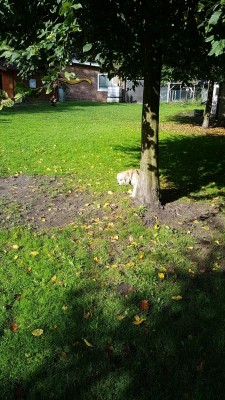 klein Benny ganz alleine auf dem grossen Platz