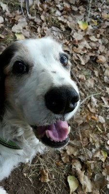 Herzliche Grüße von Josie