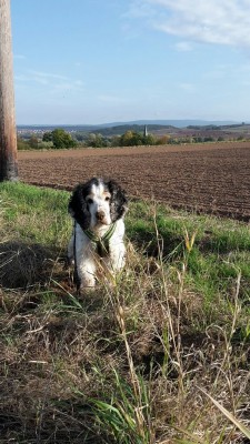 Nach der Mäusejagd - schmutziges Schnäuzchen