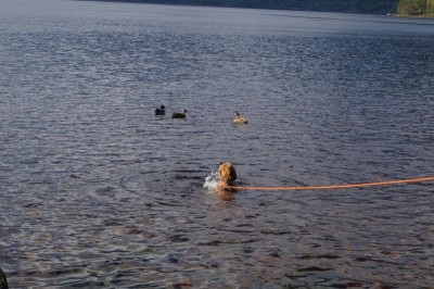 Unglaublich wie er an der Schleppleine beim Schwimmen zieht...