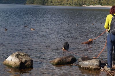 Unser roter Entenjäger...