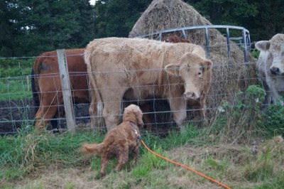 Zümi hat die gleiche Farbe. :0))