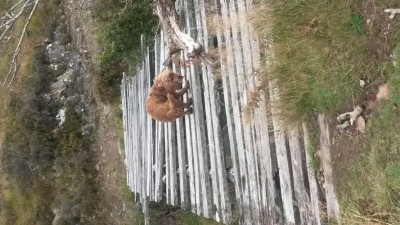 Unsere Gemse oder kleine Balerina. Wie beweglich er ist. Und ehe jemand auf dem Gedanken kommt, nein es war nicht gefährlich. Für keinen von uns. Wir mussten alle (Einzeln) da rüber und kennen diese Brücke seit Jahren.