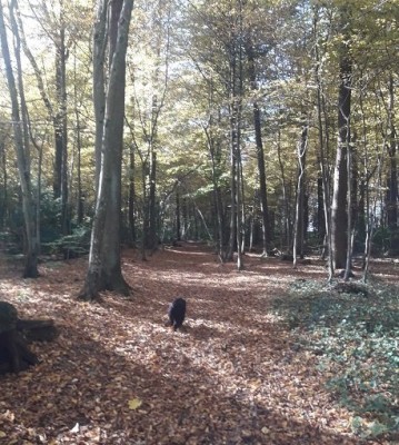 Der schwarze Fleck ist Cindy. Ich habs fotografiert weil ich den Herbstwald so schön fand. Leider trifft das Foto nicht annähernd die wirkliche Schönheit, aber vorstellen kann man sich´s.