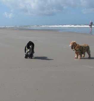 am_Strand.jpg