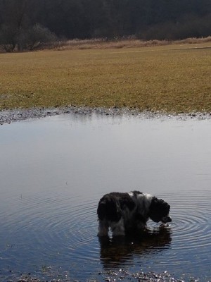 Gassi Februar 2020.jpg