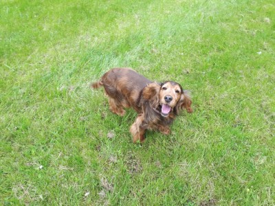 Odetje2-IMG-20200411-WA0009.jpg (724.79 KiB) 9308 mal betrachtet Odetje2-IMG-20200411-WA0009.jpg