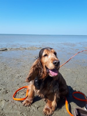 Odetje3-IMG-20200411-WA0010.jpg (380.1 KiB) 8974 mal betrachtet Odetje3-IMG-20200411-WA0010.jpg