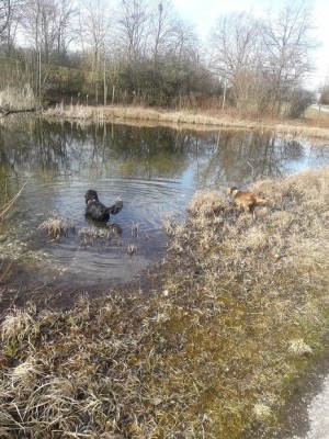 20200222_104403.jpg (193.58 KiB) 611 mal betrachtet Für Goldfische war ich leider zu weit weg.