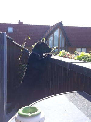 Balkon König.jpeg