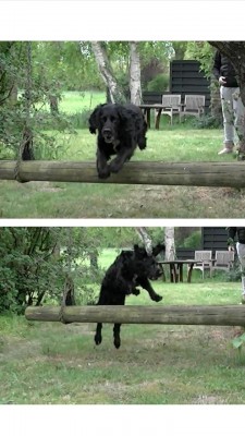 Sprung 2 Bilder.jpeg