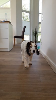 Jetzt mache ich mich auf dem Weg zum Hundestrand