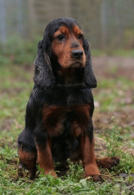 senta1.JPG