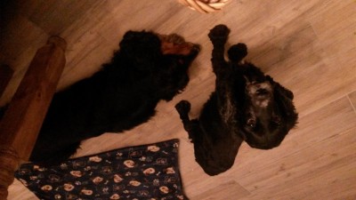 Merle vor der Geburt, völlig ausgemergelt. Wer unser Rudel kennt, sie ist kleiner als Malija.