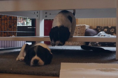 Maggy in ihrer Burg und Merlin eine Etage tiefer.