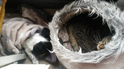 Maggy hat Frau Baby Katz beobachtet. Das war so spannend, dass sie dabei eingeschlafen ist. :)