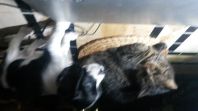 Merlin &amp; Baby