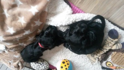 die black Ladys Mala und Morla