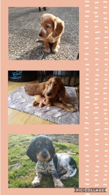 Collage 2021-02-22 20_41_50.jpg