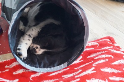 Im Katzenrascheltunnel ist es auch gemütlich.
