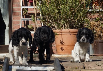 Merlin, Mala &amp; Maggy