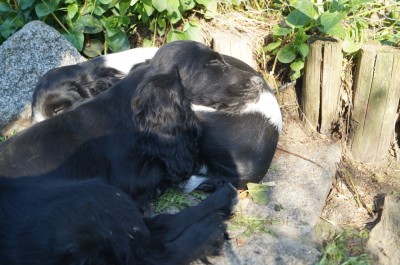 Irgendwann waren sie müdchen und haben es sich in der Sonne bequem gemacht.