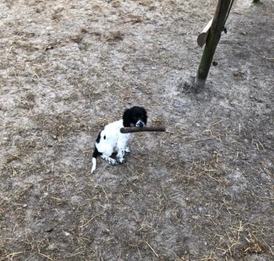 Maggy hat einen Schatz. Vermutlich hilft sie beim Koppelbau. :)