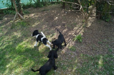 Mala vorne, Merlin links und rechts daneben Morla