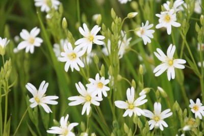 Blume 1.JPG