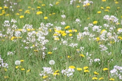 Blume 4.JPG