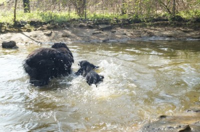Kona hilft Morla ihren Freischwimmer zu machen.