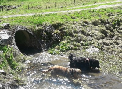 Unten läuft noch immer der Bach, in dem alle meine Hunde so gern gebadet haben.