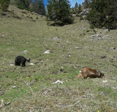 Die Hunde haben die Murmelbauten entdeckt. Das war aufregend!