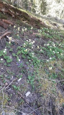 Gebirgsblumen.