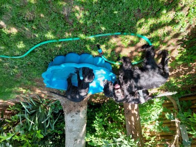 Merle beaufsichtigt das Badevergnügen.