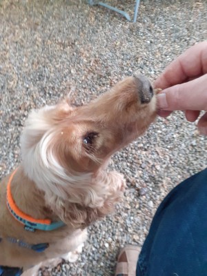 lecker fürs Hundi.jpeg