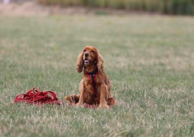 IMG-20210514-WA0001.jpg (108.59 KiB) 879 mal betrachtet IMG-20210514-WA0001.jpg