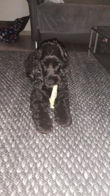 IMG_20211010_204241744~2.jpg (443.29 KiB) 979 mal betrachtet Seit der OP an den Lefzen geht es mir wieder gut. Ich dufte wie ein Veilchen, aber das wichtigste, die harten Lecker schmecken auch wieder