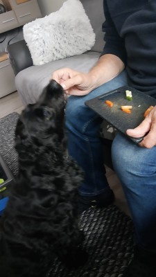 Auch das Lecker nach dem abendlichen Gassigang ist optimal: Möhren, Gurke und Apfel