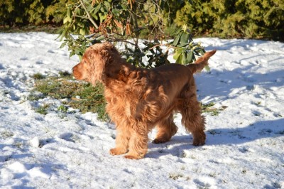 meine Leute haben irgendwas von nach den Feiertagen und Frisör gefaselt ... dabei bin ich von Natur aus schön