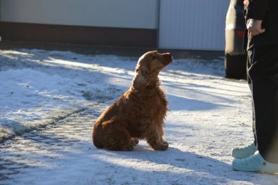 mein Frauchen (ganz verliebt guck)