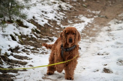 Vorstehhund (lach)